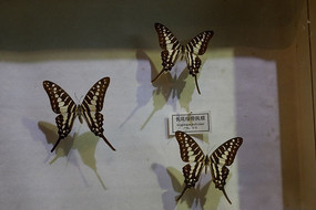 ��β�̴����