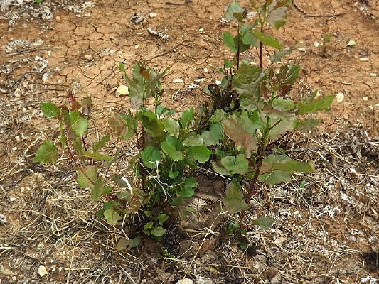 �ɳ���С��