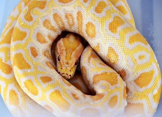 �ƽ�����