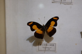 ���Ʊ���Ͽ��