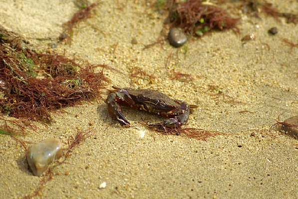 ��̲�ϵ��з