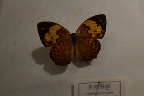 ����Ͽ��