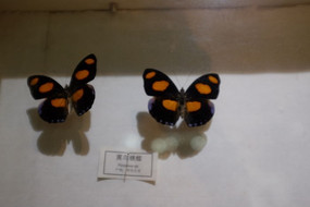 ����Ͽ��