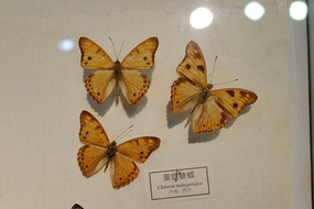 ����Ͽ��