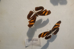 ��Ͽ�������