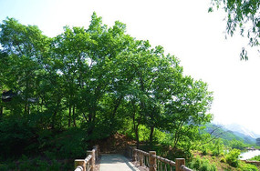 ǧɽ�羰����������ľ