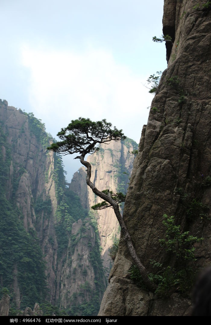 岱山奇松图片