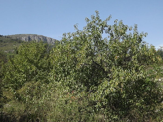 ɽ������