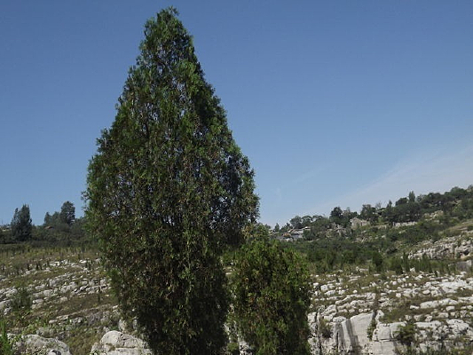 ɽ�嶥������