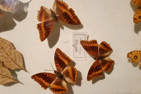 ����Ͽ��