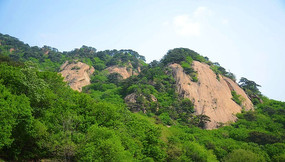 ��̶�����ۿ���ľ��ɽ��