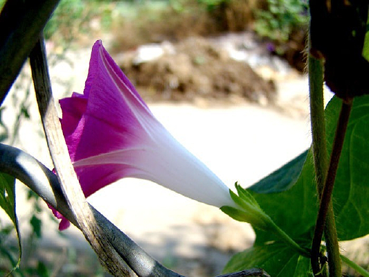 ��������ǣţ��