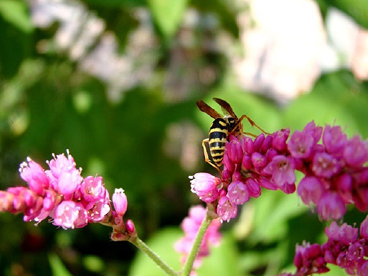 ���۷�ѡ�еĺ�ޤ