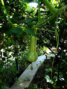 ����Ĵ��Ϲ�