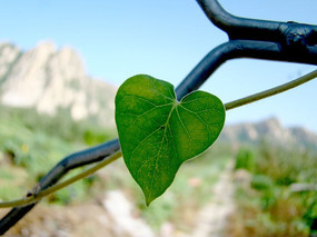 ���������ϵ�����Ҷ