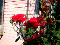 ��ǰ�����ɫ�¼���