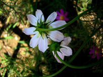 ��˹�յı�����