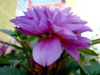 ���ŵ������