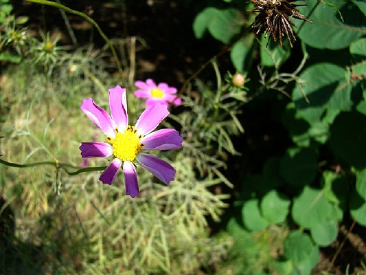 ���������Ĵ�˹��