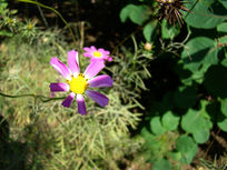 ���������Ĵ�˹��