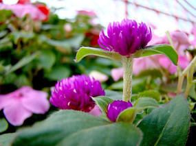 �ÿ���ǧ�պ�