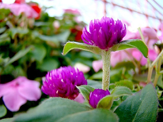 �ÿ���ǧ�պ�