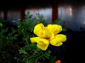 �ÿ���������