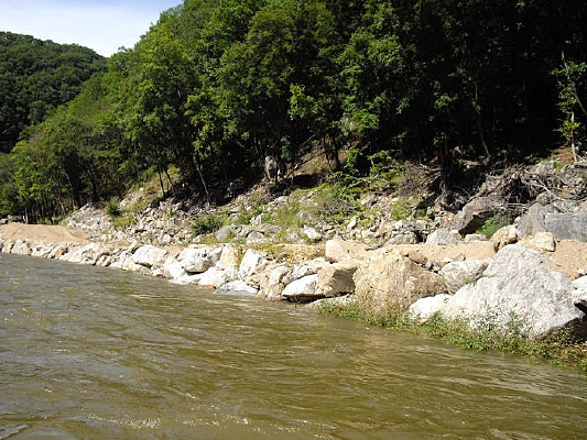 ��������ɭ��