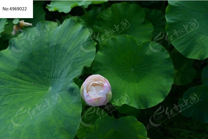 �����ɻ���Ҷ��ͼͼƬ