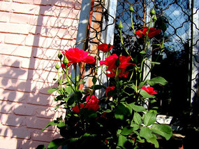 ��԰��ĺ�ɫ�¼���