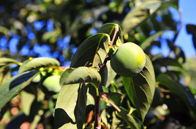 �������ӵ�������