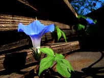 ����������ľ��ߵ�ǣţ��