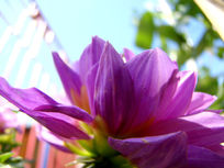 Ļ