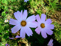 ���俿��һ��Ĵ�˹��