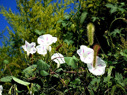 �̴��еĴ�ǣţ��