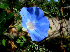 �̴��е�ǣţ��