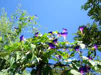 �����ϵĴ�ǣţ��