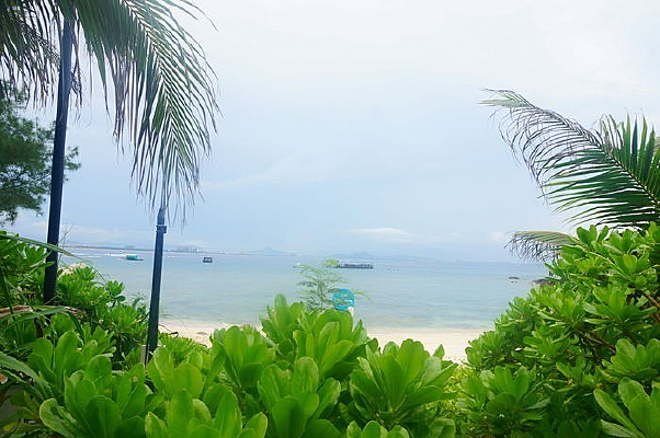 ��Ҷ�����ĺ�̲