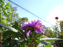 ��Ҷ�ϵ����¾�