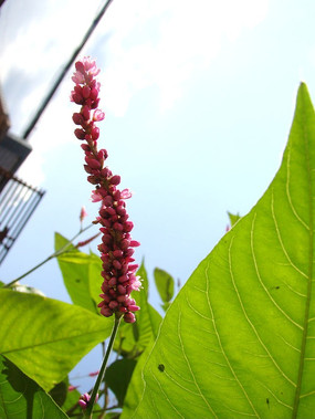 绿叶中的大红蓼