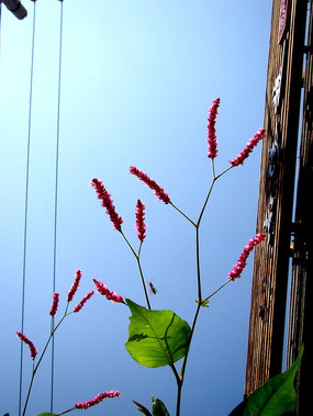 �����ĺ�ޤ