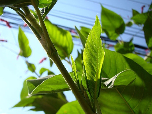 ������ͬ����Ҷ