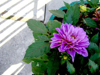 ��������¾�