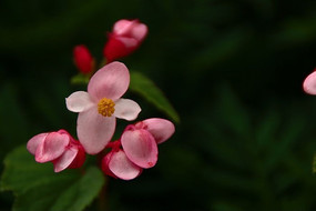 Ư���ķ�ɫ��