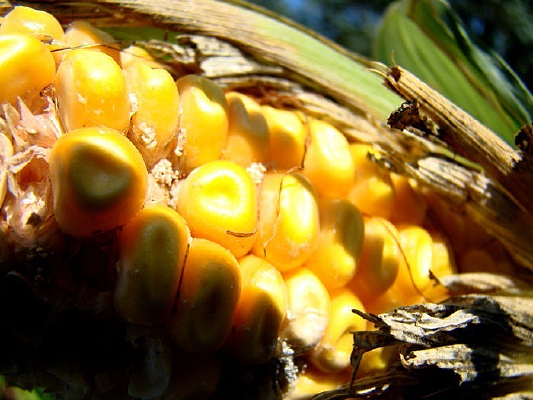 �����Ľ��ɫ����