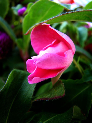 �ﺣ�������Ļ���