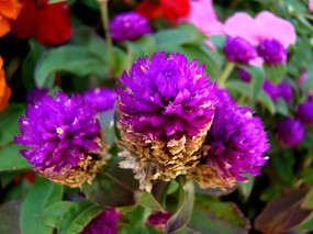 ����ǧ�պ�