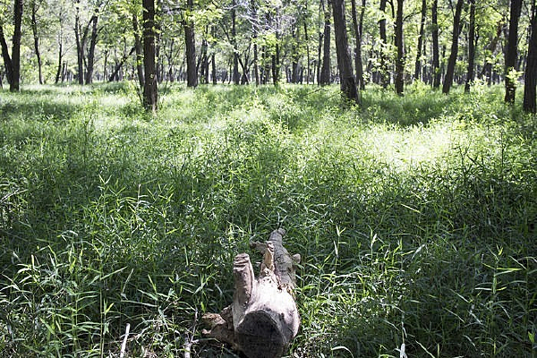 �̲ݵ��еĿ�ľ