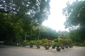 ɭ���еĻ���