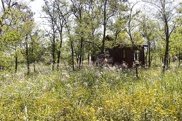 ɭ���е�����